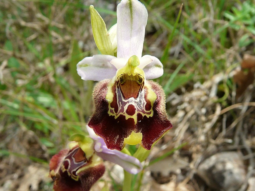 Variabilita'' di Ophrys holosericea (=O. fuciflora)....